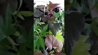 🌺Наша кассетная рассада🌼🌼🌼