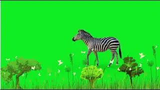 Zebra Green screen | Zebra walking in forest green screen video