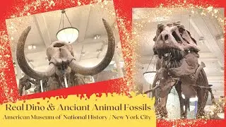 See The Best Real Dinosaur & Ancient Animal Fossil Collections in 5 Minutes.