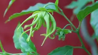 118 BSF Cananga odorata oleh Feni Sugiarti