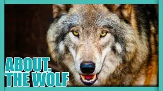 ABOUT. The WOLF - How did WOLVES turn into DOGS?
