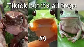 Tiktok but it’s all frogs #9