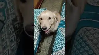 Bezubaan Janwar bhi bahut pyare hote Hain 🐶