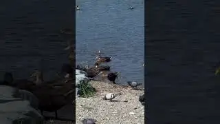 #relaxingmusic #relaxing #short #shorts #goose #kabootar #canadaday #newfies#viralvideos