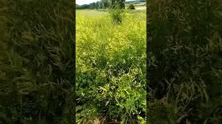 Буркун 23.06.22