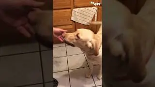 Wrong paw!!  😂 