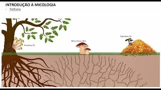 Floresta à Conversa: Cogumelos - FACECO