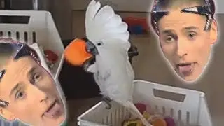 Vitas my funny cockatoo