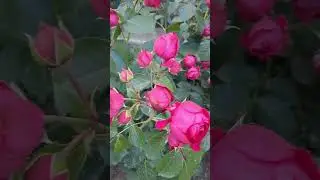 Прекрасные кусты из роз