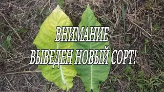ВНИМАНИЕ ! ВЫВЕДЕН НОВЫЙ СОРТ!