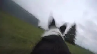 GoPro Fetch