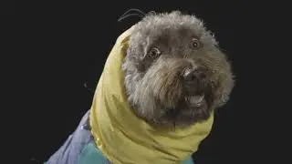 Shell Raincoat™ | El chubasquero que salpica estilo