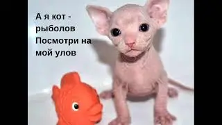 Фото кошек и к ним стихи