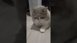 #котохаус Няшечки ❤️