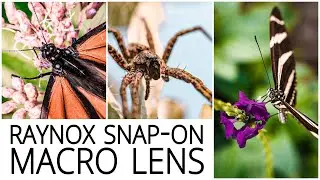 Raynox DCR-250 'Snap-on Macro Lens' Review