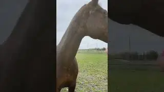 #blackhearted #horse #funny#sorts #shortvideo #stockholm #sweden