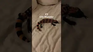 The friendliest lizards in my bedroom! 