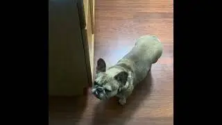 Americian bully dinner meal #woofwarriors #explorepage #dogfood #indpak