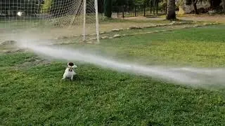 Щенок играет с водой.