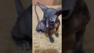 кошечка донской сфинкс Шанель:) ласковая малышка. 5 декабря 2021 г.
