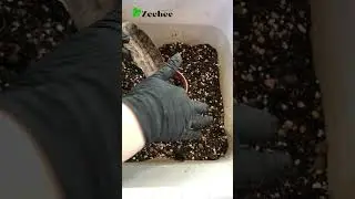 Пересадка Сансевиерии