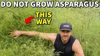 Please, DO NOT Plant Asparagus This Way!