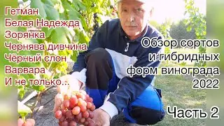 Обзор виноградника 2022 года. Часть 2. Беларусь (Зорянка, Гетман, Белая надежда,Чернява дивчина и др