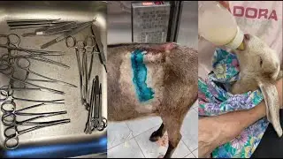 КЕСАРЕВО СЕЧЕНИЕ У КОЗЫ ОНЛАЙН!
