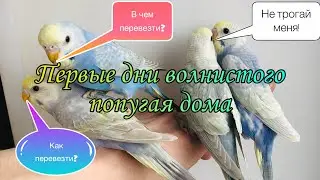 Первые дни волнистого попугая дома. Как и в чем везти попугая?