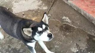 Хаски разговаривает