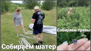 Сбор ШАТРА. Сбор КЛЕВЕРА, ИВАН-ЧАЯ, БЕЛОГОЛОВНИКА.