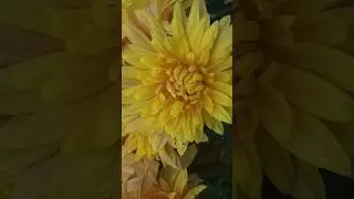🌻🍃Golden chrysanthemums🍃🌻 #flowers #shorts #chrysanthemums