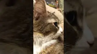 нет блин 