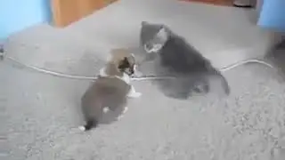 Kitten and puppy dog love :) // Yavru köpek ve yavru kedi sevbgisi ;)