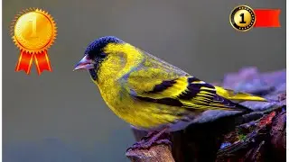 Siskin - voices of birds | Best Birdsong | little kaanreike (Spinus spinus)