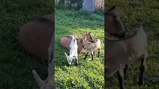 Маськины козлята