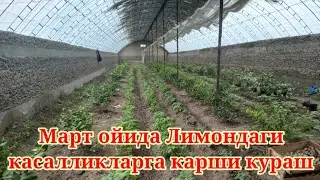 07 03 2022 Лимон экиш схемаси Лимондаги касалликларга карши кураш ва уларни олдини олиш чоралари