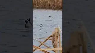 Имитатор кряквы Lucky Duck Agitator с водометом #чучелоутки #лакидак