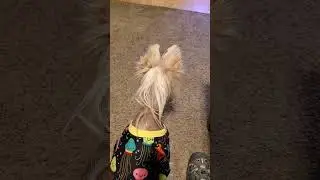 Puppy Kenji fireworks reaction