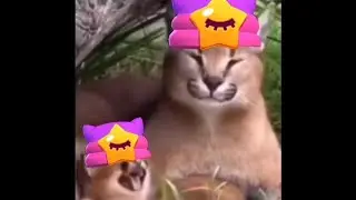 Шлепа и Шлепок зевают