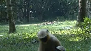 Cute Baby Langur Monkey Mom breast Milk