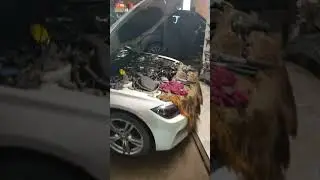 только бэхи
