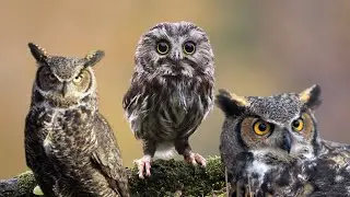 True Facts About The Owl