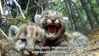 Panthera and Partners Study Puma-Livestock Coexistence in California's Bay Area