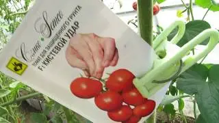 ОБЗОР ТЕПЛИЧНЫХ ТОМАТОВ - 2017 год.