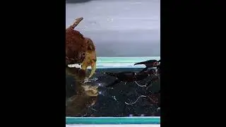 Crab vs Scorpion #crab #scorpion #shorts #youtubeshorts #viral #animals #fyp