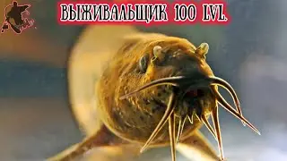 Мастер выживания в неблагоприятных условиях наших водоёмов. Дышит кишкой и предсказывает погоду.