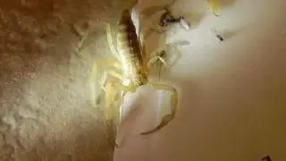 House Scorpions