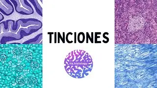 Tinciones en Histología - its.histology