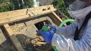 Bienenumsiedlung auf Dach bei extrem hochen Temparaturen